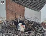 Capi_Dubne_20250427_073503.jpg