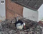 Capi_Dubne_20250427_074003.jpg