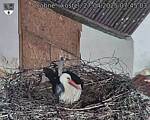 Capi_Dubne_20250427_074503.jpg