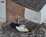 Capi_Dubne_20250427_075003.jpg