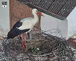 Capi_Dubne_20250427_080003.jpg