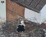 Capi_Dubne_20250427_085003.jpg