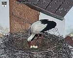 Capi_Dubne_20250427_085503.jpg
