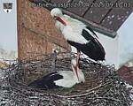 Capi_Dubne_20250427_091003.jpg