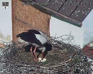 Capi_Dubne_20250427_094503.jpg (1350 x 1080)