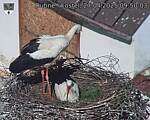 Capi_Dubne_20250427_095003.jpg
