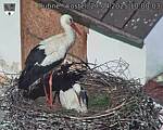 Capi_Dubne_20250427_100003.jpg