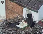 Capi_Dubne_20250427_100503.jpg
