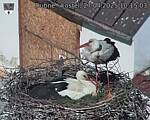 Capi_Dubne_20250427_101503.jpg