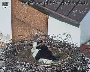 Capi_Dubne_20250427_102503.jpg (1350 x 1080)