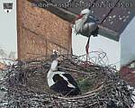 Capi_Dubne_20250427_103503.jpg