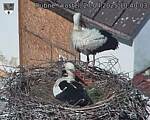 Capi_Dubne_20250427_104003.jpg