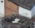 Capi_Dubne_20250427_105003.jpg