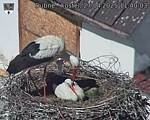 Capi_Dubne_20250427_114003.jpg