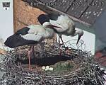 Capi_Dubne_20250427_114503.jpg