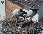 Capi_Dubne_20250427_125503.jpg