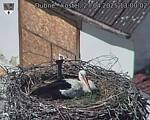 Capi_Dubne_20250427_130002.jpg