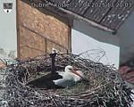 Capi_Dubne_20250427_132003.jpg