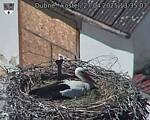 Capi_Dubne_20250427_133503.jpg