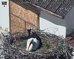 Capi_Dubne_20250427_135003.jpg