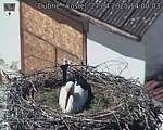 Capi_Dubne_20250427_140003.jpg