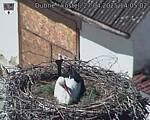 Capi_Dubne_20250427_140502.jpg