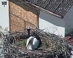 Capi_Dubne_20250427_141003.jpg