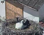 Capi_Dubne_20250427_142503.jpg