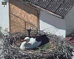Capi_Dubne_20250427_143502.jpg