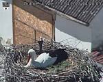 Capi_Dubne_20250427_144003.jpg