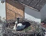 Capi_Dubne_20250427_144503.jpg