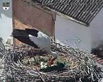 Capi_Dubne_20250427_153003.jpg