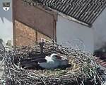 Capi_Dubne_20250427_153503.jpg