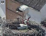 Capi_Dubne_20250427_160003.jpg
