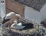 Capi_Dubne_20250427_160503.jpg