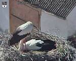 Capi_Dubne_20250427_162003.jpg