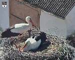 Capi_Dubne_20250427_162502.jpg