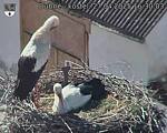 Capi_Dubne_20250427_163003.jpg