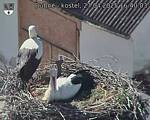 Capi_Dubne_20250427_164003.jpg
