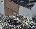 Capi_Dubne_20250427_170003.jpg