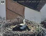 Capi_Dubne_20250427_170503.jpg