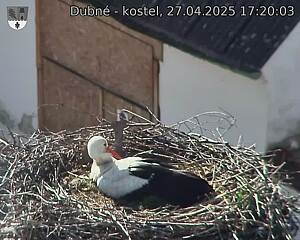 Capi_Dubne_20250427_172003.jpg (1350 x 1080)