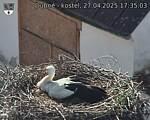 Capi_Dubne_20250427_173503.jpg