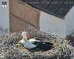 Capi_Dubne_20250427_175003.jpg