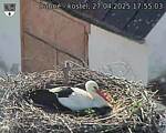 Capi_Dubne_20250427_175503.jpg
