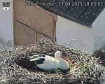 Capi_Dubne_20250427_180502.jpg