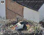 Capi_Dubne_20250427_181503.jpg