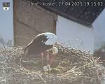 Capi_Dubne_20250427_191502.jpg