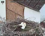 Capi_Dubne_20250427_200503.jpg