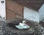 Capi_Dubne_20250427_202503.jpg